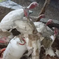 حیوانات مزرعه معاوضه با سگ