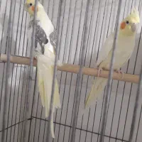عروس هلندی مولد