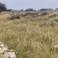 زمین باغی