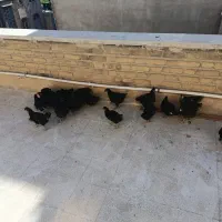 خروس مشکی برای قربانی