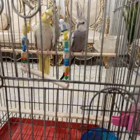 یک جفت عروس هلندی مولد