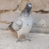 کفتر جوجه رفته