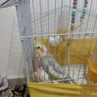 عروس هلندی نر