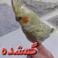 عروس هلندی گمشده
