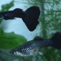 بچه ماهی گوپی آکواریومی