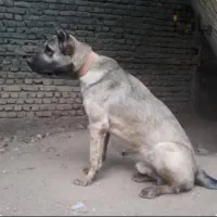 سگ جهت نگهبانی