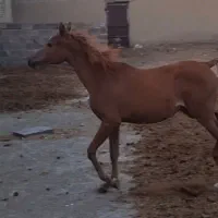 فروش کره  اسب عرب دوسر مصری مادیان