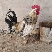 خروس روزگاری