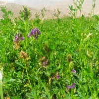 فروش کاه یونجه