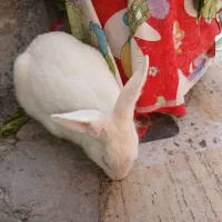 خرگوش|موش و خرگوش|قم, ولیعصر|دیوار