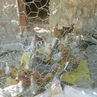 20عدد جوجه محلی اصل