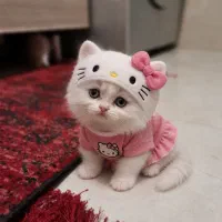 گربه پرشین نژاد دار