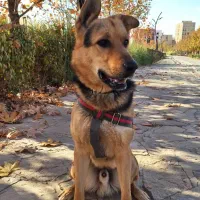 سگ ژرمن|سگ|کرج, کوی کارمندان شمالی|دیوار