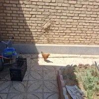 جوجه سالم