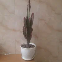 کاکتوس افوربیا