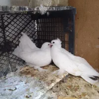دم چتر