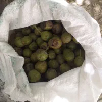 گردو