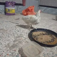 مرغ محلی تخم گذار