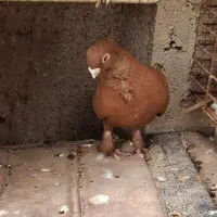 جفت سرخ بلژیک