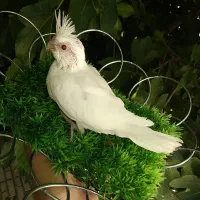 جوجه عروس هلندی آلبینو