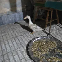 اردک