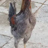 یک خروس با دوتا مرغ وکبوتر رنگی