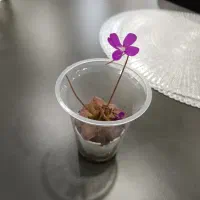 گل حشره خوار  پینگویکولا