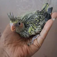 جوجه عروس سرلاکی