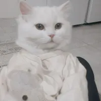 دو عدد گربه با هزینه ۱۲ میلیون