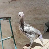 جوجه لاری اوشامو