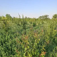 یونجه خالص
