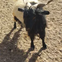 تکه