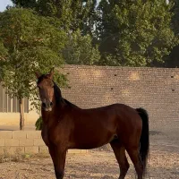 اسب مادیان کرد کره سهیل شفیعی