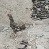 مرغ ماکیان محلی سالم