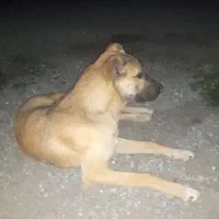 سگ سرابی