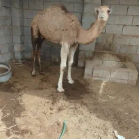 شتر|حیوانات مزرعه|بندرعباس, |دیوار