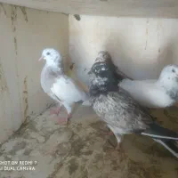 جوجه کفتر