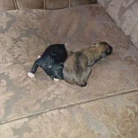 سگ با توله هاش