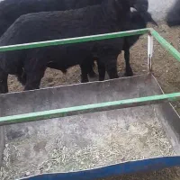 بره چاق