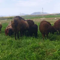 میش وبره