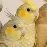 عروس هلندی گم شده