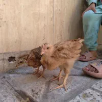 جوجه محلی ۵۰ بابهترین تغذیه