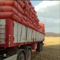 کاه نرم تازه سفید بدون خاک بیده خشک