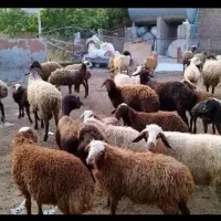 بره بز ومیش شیشک قوچ موجود هست