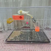 یک جفت عروس هلندی