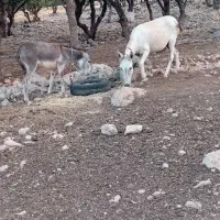 فروش خر وخر کری