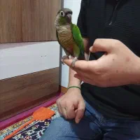گیرینچیک
