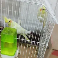 عروس پاریس جفت درسوسنگرد