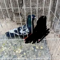 سینه سیاه