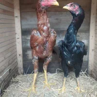 یه جفت لاری اصیل